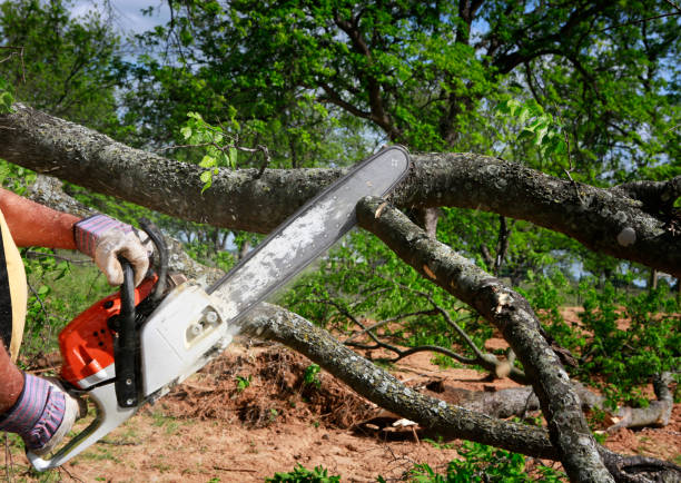 Best Stump Grinding Near Me  in North Star, DE